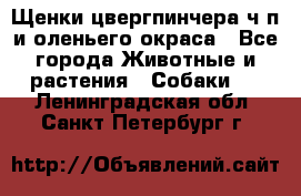 Щенки цвергпинчера ч/п и оленьего окраса - Все города Животные и растения » Собаки   . Ленинградская обл.,Санкт-Петербург г.